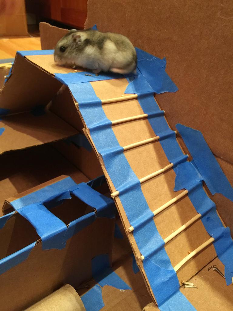 Djungarian dwarf hamster in a multi-level cardboard maze